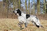 SETTER ANGLAIS 016